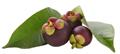 Garcinia mangostana